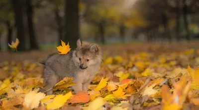 Картинки шпица щенков Собаки Листья Осень Животные
