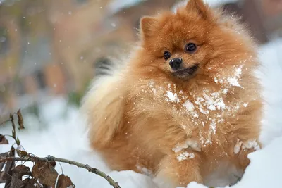 Фотография шпица собака Рыжий снегу смотрит Животные