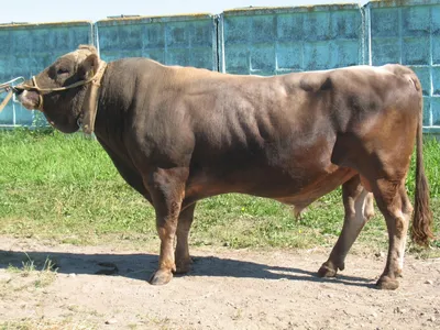Швицкая порода быков фото