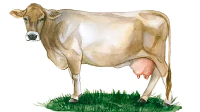 Швицкая порода быков фотографии