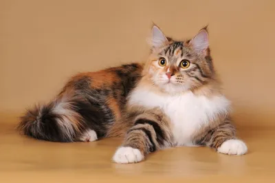 Сибирская трехцветная кошка - картинки и фото koshka.top