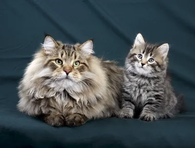 Сибирская кошка котята - картинки и фото koshka.top