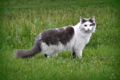 Сибирская кошка - описание, фото, характер, цена | Сайт «Мурло»