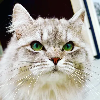 Сибирская кошка: фото, видео, описание породв, характера