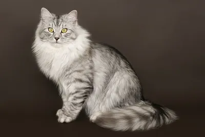 Сибирская серебристая кошка - картинки и фото koshka.top