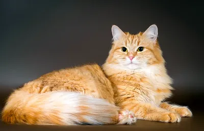 Рыжая сибирская кошка (40 лучших фото)