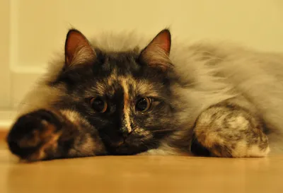 Сибирская кошка - описание, фото, характер, цена | Сайт «Мурло»