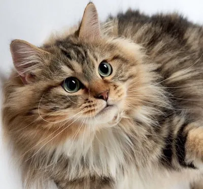 Сибирская порода котов (91 фото) | Сибирские кошки, Красивый кот,  Сумасшедшие кошки