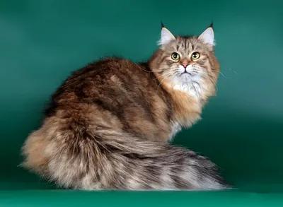 Сибирская кошка (45 лучших фото)