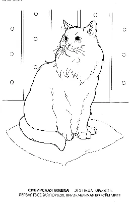 Раскраска Сибирская кошка (Сибирский кот, картинка для раскрашивания, кот  на подушке, домашние животные, разукраски для детей) | Раскраски кошек.  Рисунки кошек, картинки кошек
