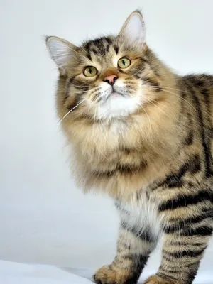 Сибирская кошка - характер породы, фото, содержание и уход - Zoolegenda