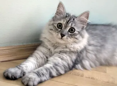 Сибирская кошка | МУРЛЫКА