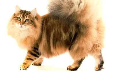 Картинка Пушистая сибирская кошка » Кошки » Животные » Картинки 24 -  скачать картинки бесплатно