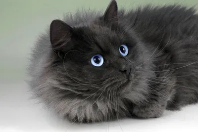 Порода кошек Сибирская голубая - 33 фото