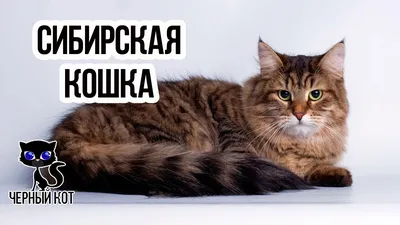 Сибирская кошка: фото, характер, описание породы