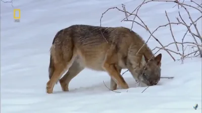 Североамериканский Серый Волк, Canis Lupus Фотография, картинки,  изображения и сток-фотография без роялти. Image 23074592