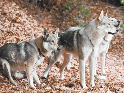 хаски (husky, сибирская хаски, сибирский хаски, ) :: фото :: здоровый сука  :: волк :: собака (собакен, песель, пес) / смешные картинки и другие  приколы: комиксы, гиф анимация, видео, лучший интеллектуальный юмор.