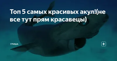 Shark Diver, Сан-Диего: лучшие советы перед посещением - Tripadvisor