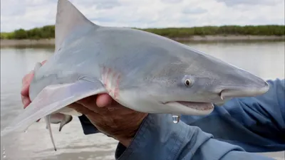 Shark Diver, Сан-Диего: лучшие советы перед посещением - Tripadvisor