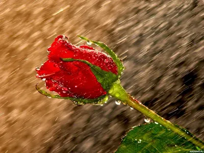 Наклонённая красная роза под сильным дождём — Фото аватарки
