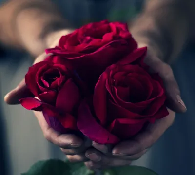 Картинки и фотки на аву розы красивые - подборка аватарок