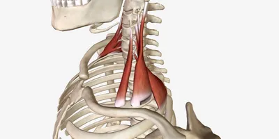 Синдром лестничных мышц (скаленус-синдром). Статьи