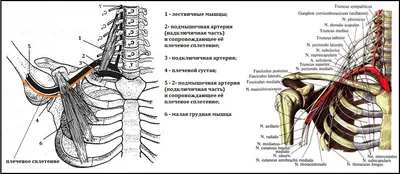 Почему немеют руки? Лестничные мышцы крепятся одним концом к поперечным  отросткам шейных позвонков, а другим.. | ВКонтакте