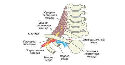 Миофасциальный синдром: причины, симптомы и лечение в статье невролога  Коршунова Ю. В.