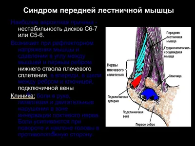 Сайт для женщин в 2023 г | Мышцы, Здоровье, Медицина