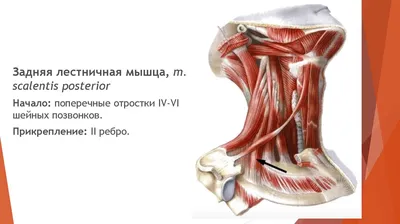 Варианты тестов для оценки тонуса передней лестничной мышцы| Умный фитнес -  YouTube