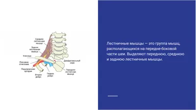 Средняя лестничная мышца: анатомия, функции, клиническая значимость