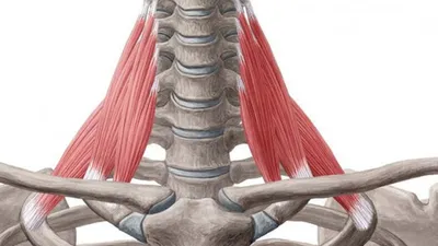 Скаленус синдром (синдром лестничной мышцы) - Первая Медицинская Клиника
