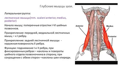 Боль в плече. Боль в области плечевого сустава. Адгезивный капсулит. Синдром  замороженного плеча. / Справочник / Мануальный терапевт Алексей Тимофеев