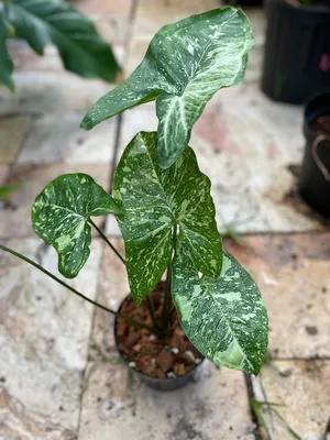 My syngonium Panda (now and before) : r/Syngonium