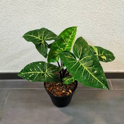 🌱Syngonium panda : r/RareHouseplants