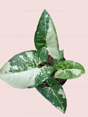 Syngonium Podophyllum \"Panda Galaxy\" 4” – Top Notch Tropical