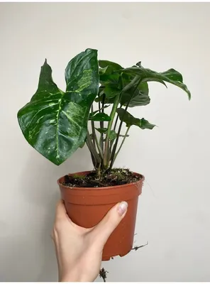 https://peaceloveandhappiness.club/products/syngonium-panda-galaxy-2