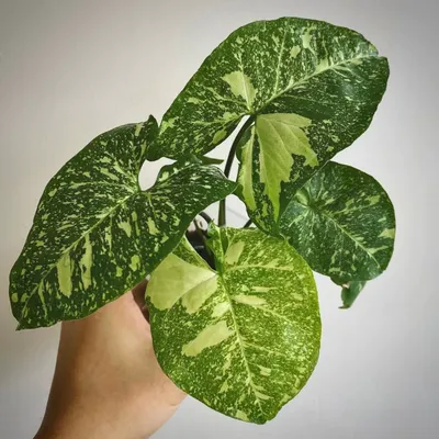 Syngonium Panda: A Beautiful Tropical Houseplant | Plant Care Guide