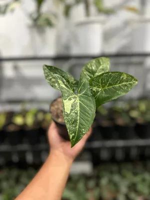 Syngonium 'Panda' 4\" | Cerbo's Parsippany Greenhouse's Online Shop