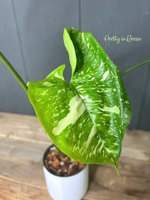 Syngonium panda galaxy *Grower's choice* – Rare Plant Fairy