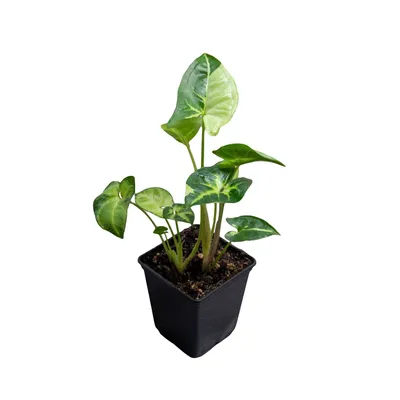 SYNGONIUM PANDA GALAXY – Root Greenhaus