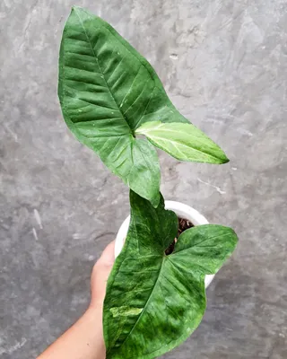 Buy Syngonium Panda Variegated Sp. Online | Variegated Green Plants