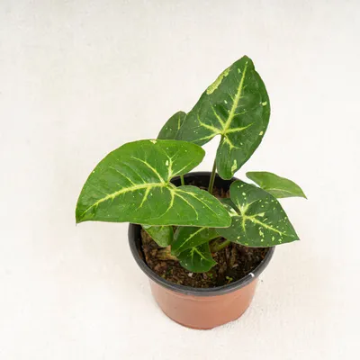 Syngonium Panda For Sale And Wholesale With Good Prices – Yume Gardens  Indonesia