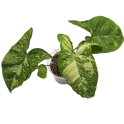 SYNGONIUM PANDA – Root Greenhaus