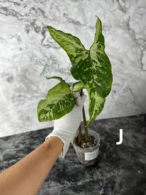 Syngonium Panda M | Comprar Online | Pur Plant