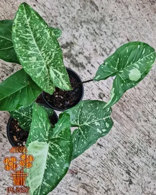 Syngonium panda | Happy Plant Nursery