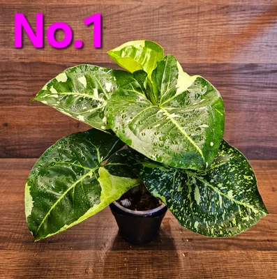 Syngonium Panda Galaxy War Variegated Tropical Plants ORAMICIN – oramicin