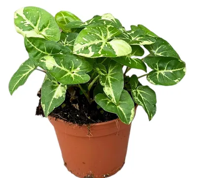 Syngonium 'Panda' 4\" | Cerbo's Parsippany Greenhouse's Online Shop