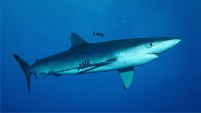 Blue shark / Синяя акула. Photographer PEREPECHAEV PAVEL