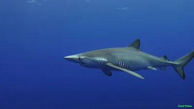 Blue shark / Синяя акула. Photographer PEREPECHAEV PAVEL